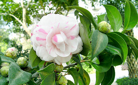 山茶花开