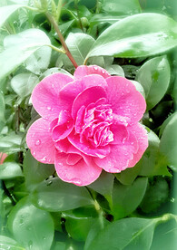 山茶花开