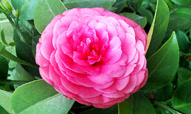 山茶花开