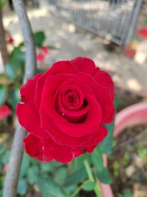 玫瑰花