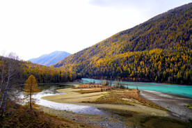 针叶树林