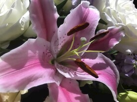 鲜花百合花 