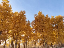 胡杨树林