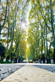 林中大道