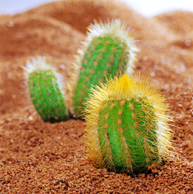 小植物