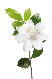 山茶花