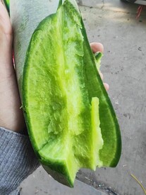沙窝萝卜