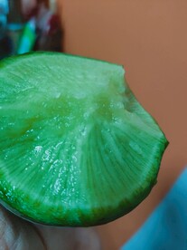 沙窝萝卜