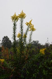 一枝黄花