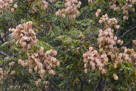 栾树花 