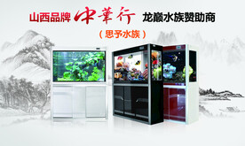 观赏鱼水墨海报banner