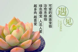 遇见 多肉 植物 肉肉