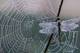 蜘蛛 