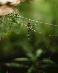 蜘蛛 