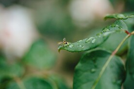 短头黄蜂  