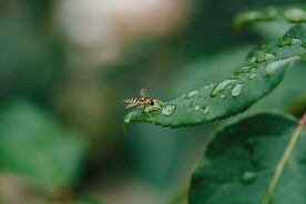 短头黄蜂 