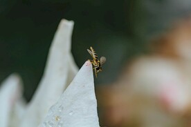 短头黄蜂 