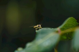 短头黄蜂   