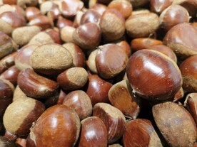 板栗