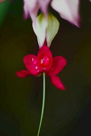 龙吐珠