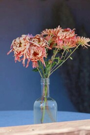 大菊花