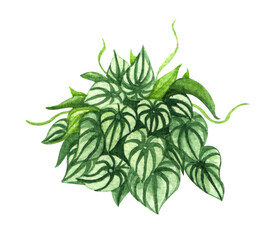 绿萝