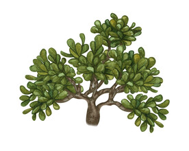 绿色植物