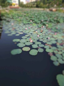 荷花