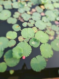 荷叶