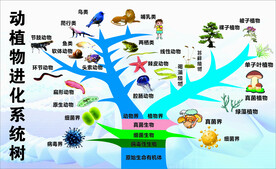 动植物进化
