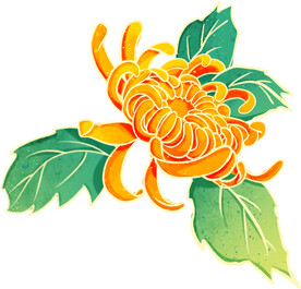 手绘菊花