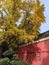 金色银杏  