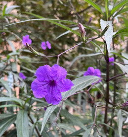 蓝花草