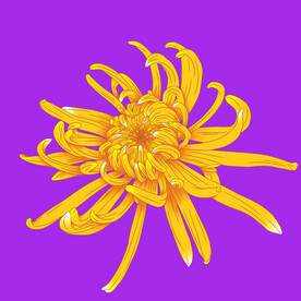 手绘菊花 