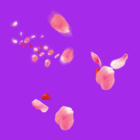 鲜花花朵花瓣