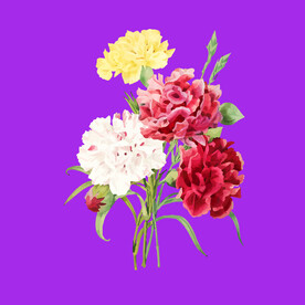 手绘月季花