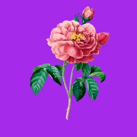 手绘鲜花花束 