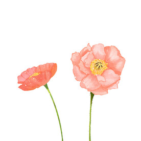 粉色虞美人花