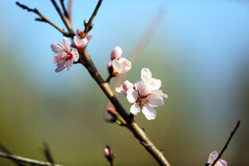 桃花素材