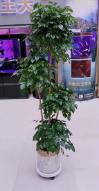 幸福树