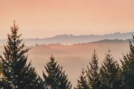 杉树林和远山