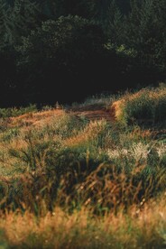山野草丛