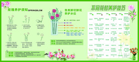 鲜花养护 