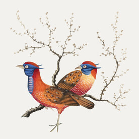 雉鸡锦鸡插画