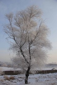 雾淞