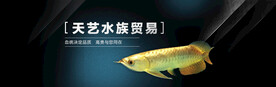 水族观赏鱼金龙鱼海报