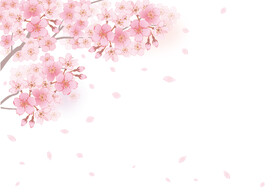 粉色樱花背景 