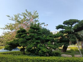  罗松