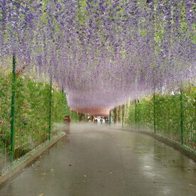 紫藤花