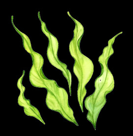 插画海藻